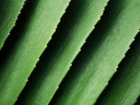 beautiful palm leaf backgroundの写真素材