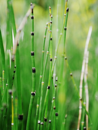 beautiful Horsetail in blur backgroundの写真素材