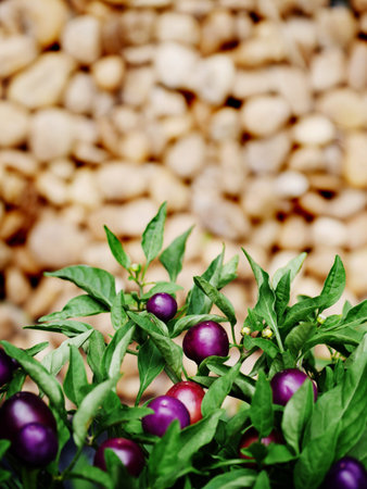 violet chili tree with background blurの写真素材