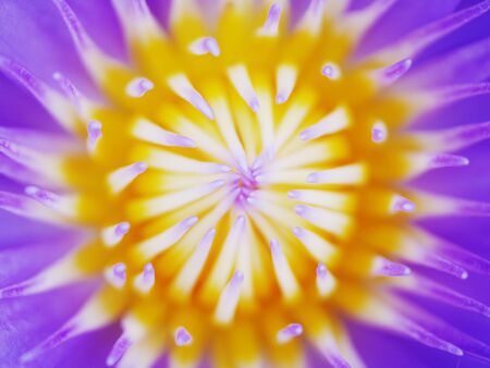 beauty violet lotus in marshの写真素材