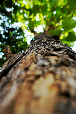 Big tree in dept of filed