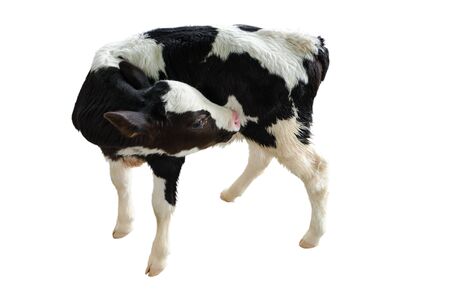 baby cow in front of a white background,Isolatedの写真素材