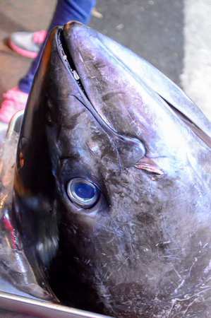 Fish Headの写真素材