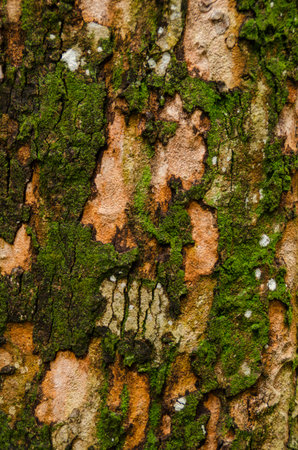 pattern of moss on old wood