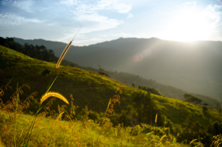 Longspike grass standout throughout the other on the golden field.の写真素材