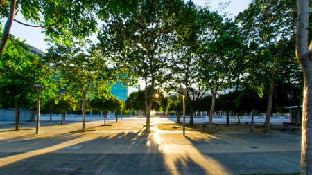 Shine through the treesの写真素材