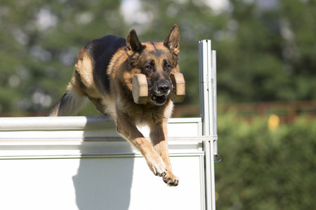 German Shepherd in trainingの写真素材