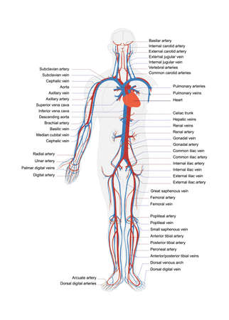 human body artery system in vector with full caption