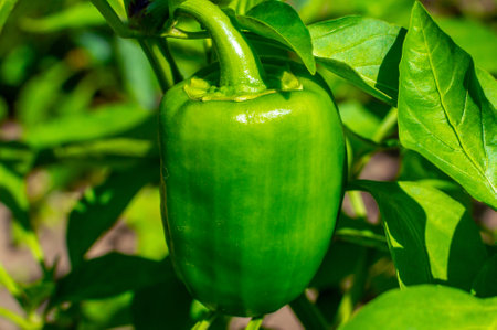 Close up of green juicy bell peppers growing on a bush. Growing healthy food.の写真素材