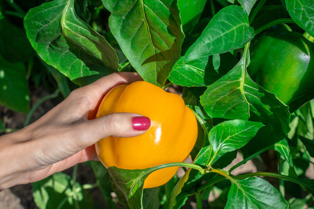 Young woman's hand holding fresh bell pepper and plucking it from a bush. Yellow pepper on the tree ready to be sold and eaten. Organic garden. Harvest season at farm.の写真素材
