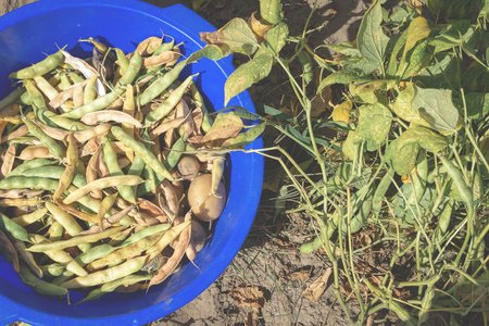 A large plastic bowl with a bunch of ripe dry beans and potatoes stands in the garden beds among...