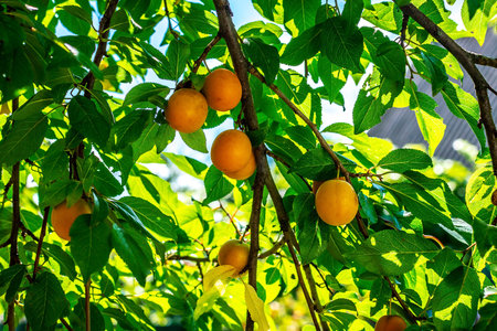 Yellow cherry-plum or Myrobalan plum berries ripen on the branches of a fruit tree in the sun is...