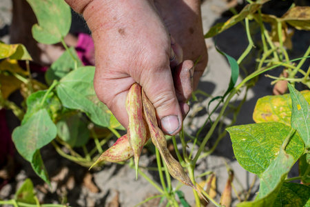 The working hands of a mature woman harvest ripe beans. Growing food in poor regions. Growing green...