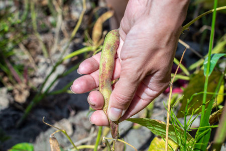 The hand of a young woman farmer picks a ripe yellow kidney bean pod. The concept of growing food,...