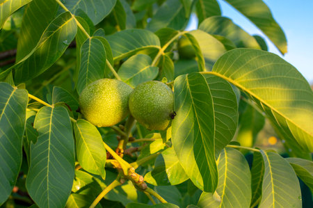 unripe fruits of common walnut on the branch among foliage outdoors close-upの写真素材
