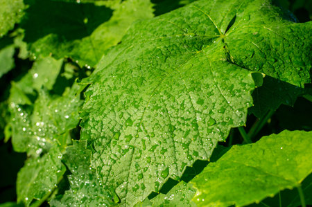 Wet juicy fresh grape leaves. Grape plant after rain. Sunlit green leavesの写真素材