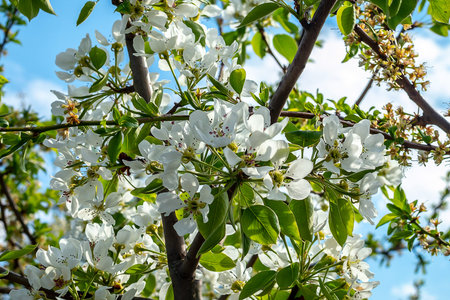 Juicy blooming flowers of an pears tree on a branch. Natural spring background with blooming pear...
