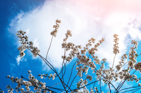 Beautiful branches of blossoming cherry. Spring flowers against the sky. 3D illustrationの写真素材