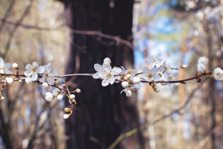 Close-up of petals on a branch of a blossoming tree in the forest. Macro shot of flowering wild...