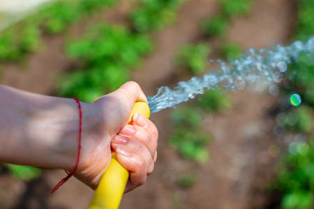 Young woman watering vegetable garden from hose. Girl's hand and hose closeup. Selective focusの写真素材