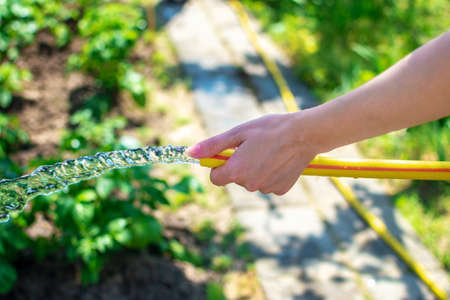 Young woman watering a garden and garden beds. Watering plants from garden hose. Pours green vegetation, sprays water. Side view. Close up view of a female hand holding a watering hoseの写真素材
