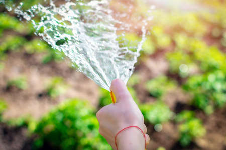 Selective focus. Close up view of a female hand holding a watering hose with water spray, watering garden beds, close-up, water splashes. Sunny fun day out of town or on a farmの写真素材