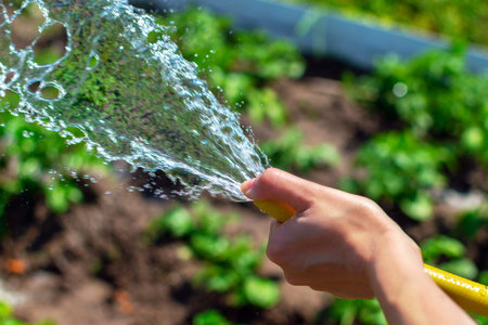 Close-up of water splashing from a hose. Young woman hand pulls a garden hose. The concept of watering plants, irrigation of garden beds. Selective focus.の写真素材