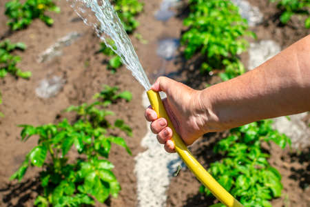 Elderly woman watering the garden with hose. Close-up of an elderly hand on a background of beds. Watering the garden beds. Top down viewの写真素材