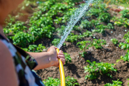 Focus on water flow. Senior woman watering garden. Watering plants from garden hose. Pours green vegetation, sprays water. back view, close up.の写真素材