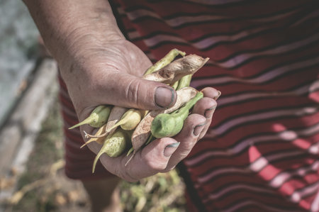 A mature woman's hands are holding a heap of ripe beans. Growing and collecting legumes. Food...