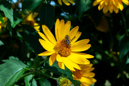 A bee collects pollen while sitting on a yellow rudbeckia flower. The process of pollination of...