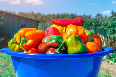 Freshly picked vegetables of colorful bell peppers. A bowl full of juicy sweet peppers. Harvest sweet peppers in an outdoor bowl in the middle of a green farm.の写真素材