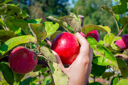 Young woman's hand picking apples from a branch. Close-up. Apple tree with apple plucking, apple...