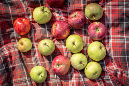 Autumn composition of apples and pears lying on a checkered bedspread background. Concept of healthy natural food, detox diet and body cleansing. Top view, fruit picnic lunchの写真素材
