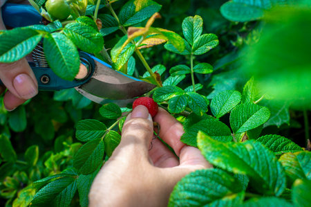 Female hand with a garden shears with rose hips. Rosehip harvesting.の写真素材