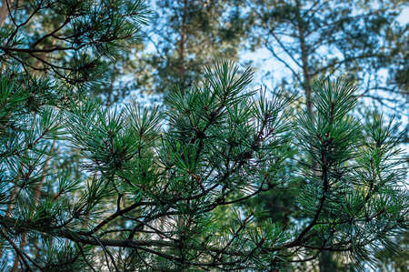 Beautiful coniferous branch with green needles on the background of the forest. Coniferous background illustrationの写真素材