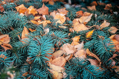 A branch of a blue spruce is covered with fallen yellow leaves. Autumn October background. The concept of the onset of autumn and leaf fall. Selective focusの写真素材
