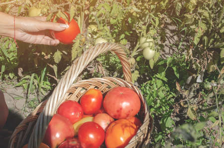 Harvesting tomatoes in basket. Young woman farm worker with basket picking fresh ripe organic tomatoes.の写真素材