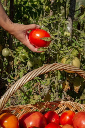 Young womans hand holding a fresh, ripe red tomato plucked from a bush. Tomatoes are folded into a wicker basket during harvestの写真素材