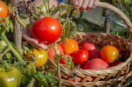 Wicker basket with tomatoes among fresh plants in the garden. Lots of fresh green and red ripe tomatoes. Vegetables from your own garden.の写真素材
