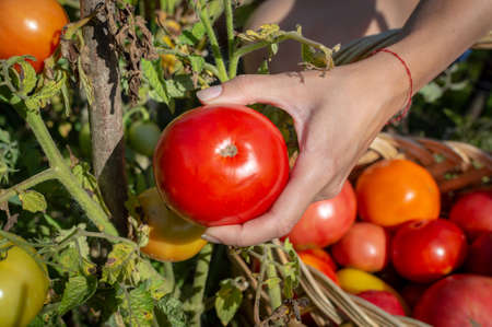 A womans hand picks a ripe and juicy round tomato from a bush and puts it in a basket. Top viewの写真素材