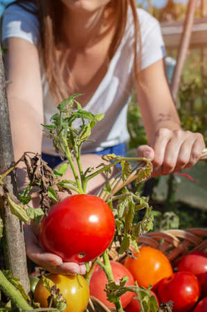 Young womans hand holding a fresh, ripe red tomato plucked from a bush. Tomatoes are folded into a wicker basket during harvest.の写真素材