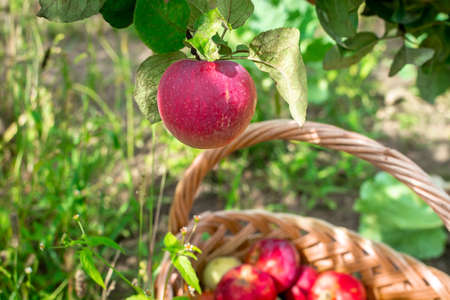 Sweet fruit apple growing on tree with leaves green, natural plant product hanging on branch. Apple photo consist of whole ripe raw fruit. There is a basket full of ripe red apples in the grass below.の写真素材
