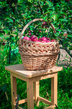 A full basket of red apples stands on a vintage stool in the orchard near the apple tree. Beautiful scene of harvesting apples. There is no oneの写真素材