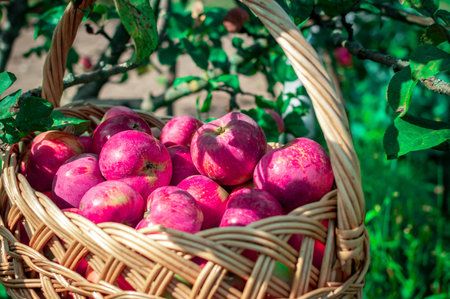 A full basket of juicy ripe apples stands in the garden among fruit treesの写真素材