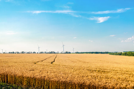 Farming wheat farmland and windmills for electric power production group located in the distanceの写真素材