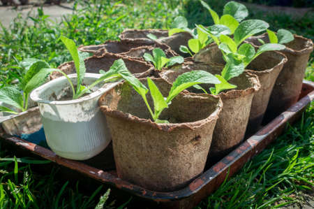 Young cabbage seedlings in individual containers or plant pots are placed on a tray on the green grass. Growing cabbage in kitchen bedsの写真素材