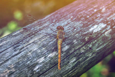 A dragonfly sits on aged wood among the greenery. Close-up. Sun glare in the frame. Pastel shadesの写真素材