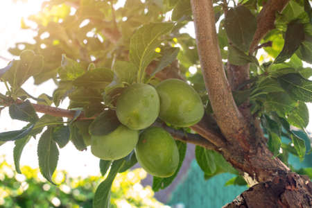 Fragment of a branch of a plum tree with green unripe plum fruits. A bunch of large green plums ripen in the summer sun. In the frame there are glare from the sunの写真素材