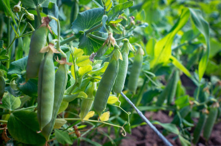 Close-up shot of many pea pods growing on a garden bed. Growing peas. Ripening peas. selective focus.の写真素材